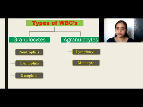 The Circulatory System - lecture 5 # Types of WBC&rsquo;s #Granulocytes #Agranulocytes