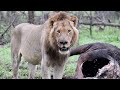 4 Male Lions on Buffalo Kill | On the Beat in the Manyeleti #123