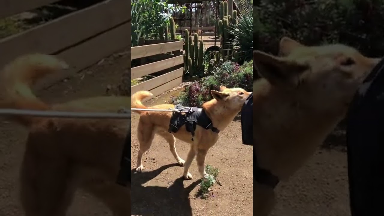 Dingo at wildlife park ❤️❤️