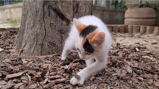 Tiny kitten covering it with soil after pooping.