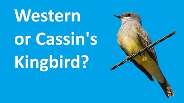 Easy Bird ID: Western Kingbird vs Cassin