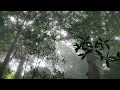 Selvas en las nubes costa rica planeta selva  documental en espaol 2020