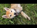 お散歩大好きな柴犬
