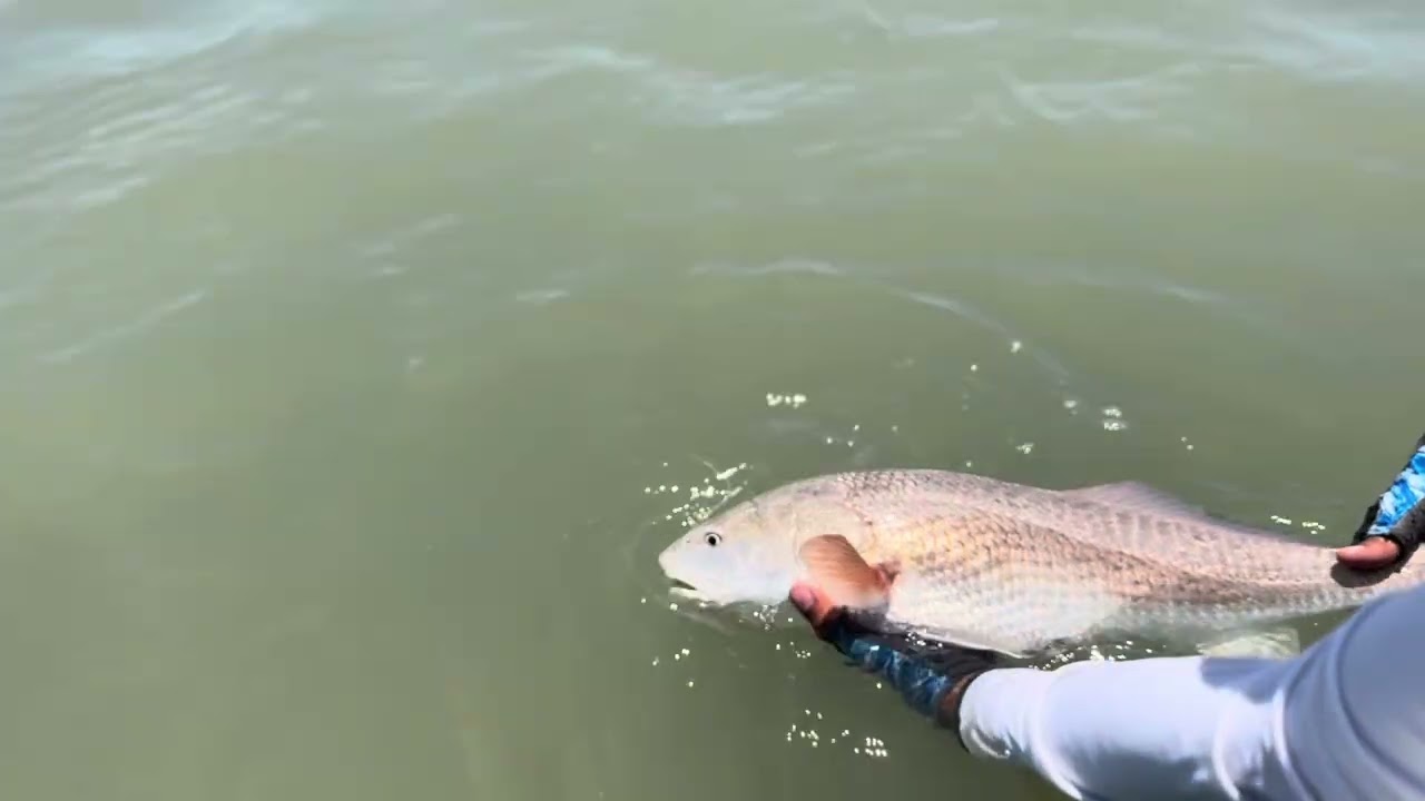 Releasing this upper slot Red Drum! 
