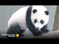 Panda Playfulness and Behavior