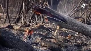 CONTINÚA EL FUEGO EN GALICIA