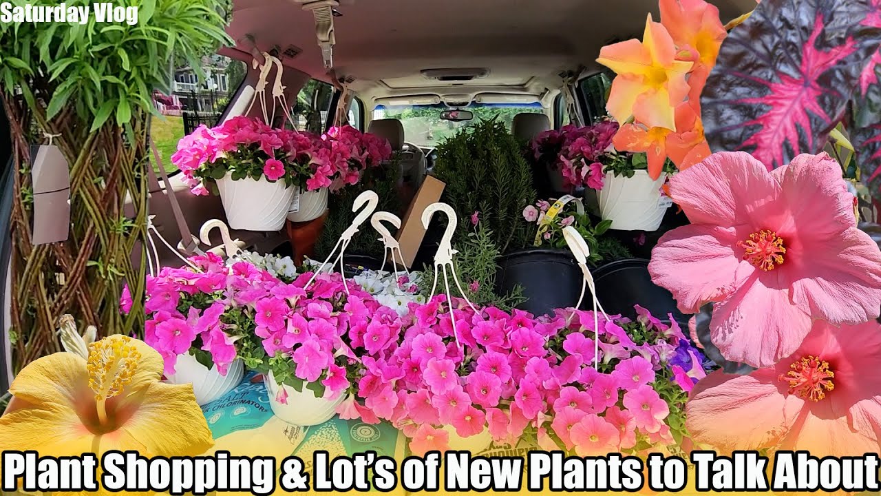 Shopping at Six Nurseries and Tons of New Plants The Home Depot and Shop Monrovia  Saturday Vlog