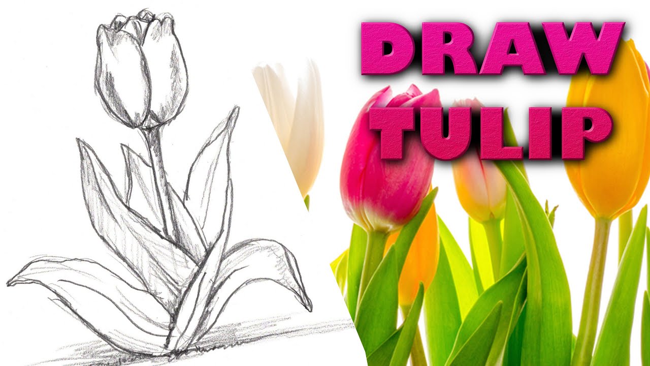 How To Draw A Tulip Step By Step