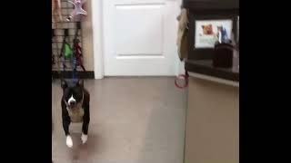 Video of adoptable pet named Shasta