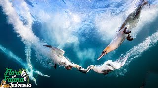 RELIABLE DIVERS SEA BIRDS WHO DO THE MOST EFFECTIVE FLOOR GANNET BIRDS | FLORA AND FAUNA