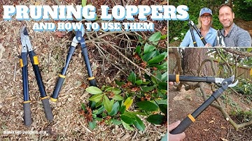 ✂ Pruning Loppers & How To Use Them - QG Day 138 ✂
