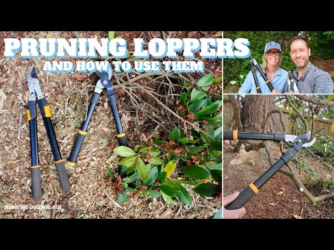 वीडियो: गार्डन लोपर्स के प्रकार - जानें कि गार्डन में लोपर्स का उपयोग कैसे करें