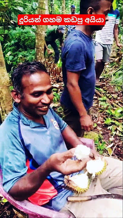 ගහෙන් කඩපු ගමන් කන්න තියේනම් ඉතිම් #food #duriyan#දූරියන්