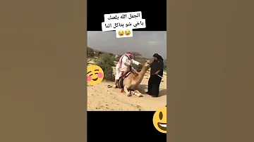 مسخره الراجل وقع الجمل 