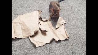 Rory the Toyger & the Remains of the Bag by ToygerJoy 163 views 3 years ago 14 seconds