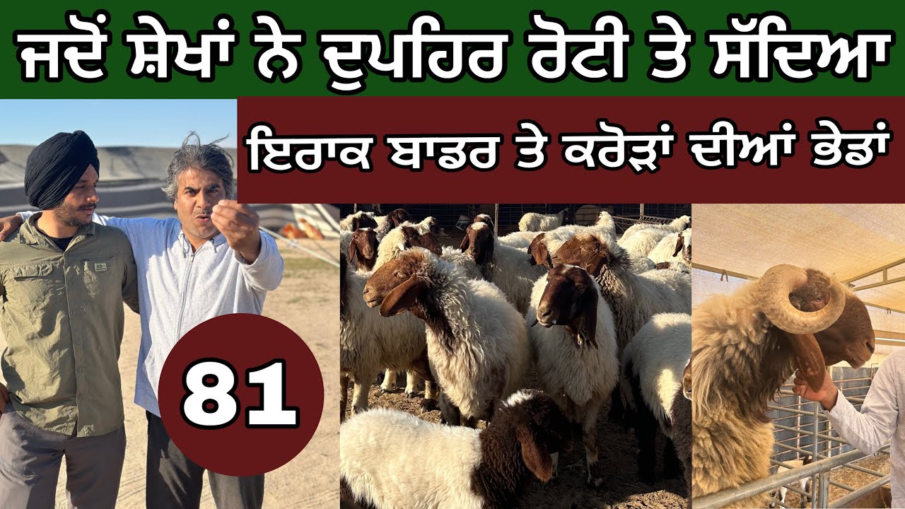 ਜਦੋਂ ਸ਼ੇਖਾਂ ਦੁਪਹਿਰ ਦੀ ਰੋਟੀ ਤੇ ਸੱਦਿਆ। ਇਰਾਕ ਬਾਡਰ ਤੇ ਕਰੋੜਾਂ ਦੀਆਂ ਭੇਡਾਂ। Day-81। Gulf cycle tour