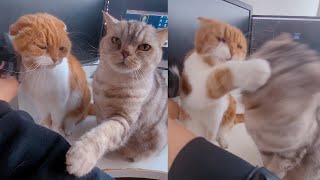 Reaction of other cats when only one cat is brushed by 수리노을SuriNoel 26,601 views 2 weeks ago 2 minutes, 34 seconds