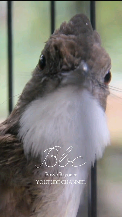 MASTERAN JAWARA CUCAK JENGGOT#MasteranCucakJenggot#CucakJenggotGacor#PancinganCucakJenggotAgarBunyi