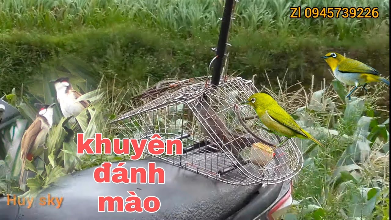 Bẫy đấu chào mào | lần đầu tiền thấy khuyên đánh mào mồi sập bẫy | Huy sky