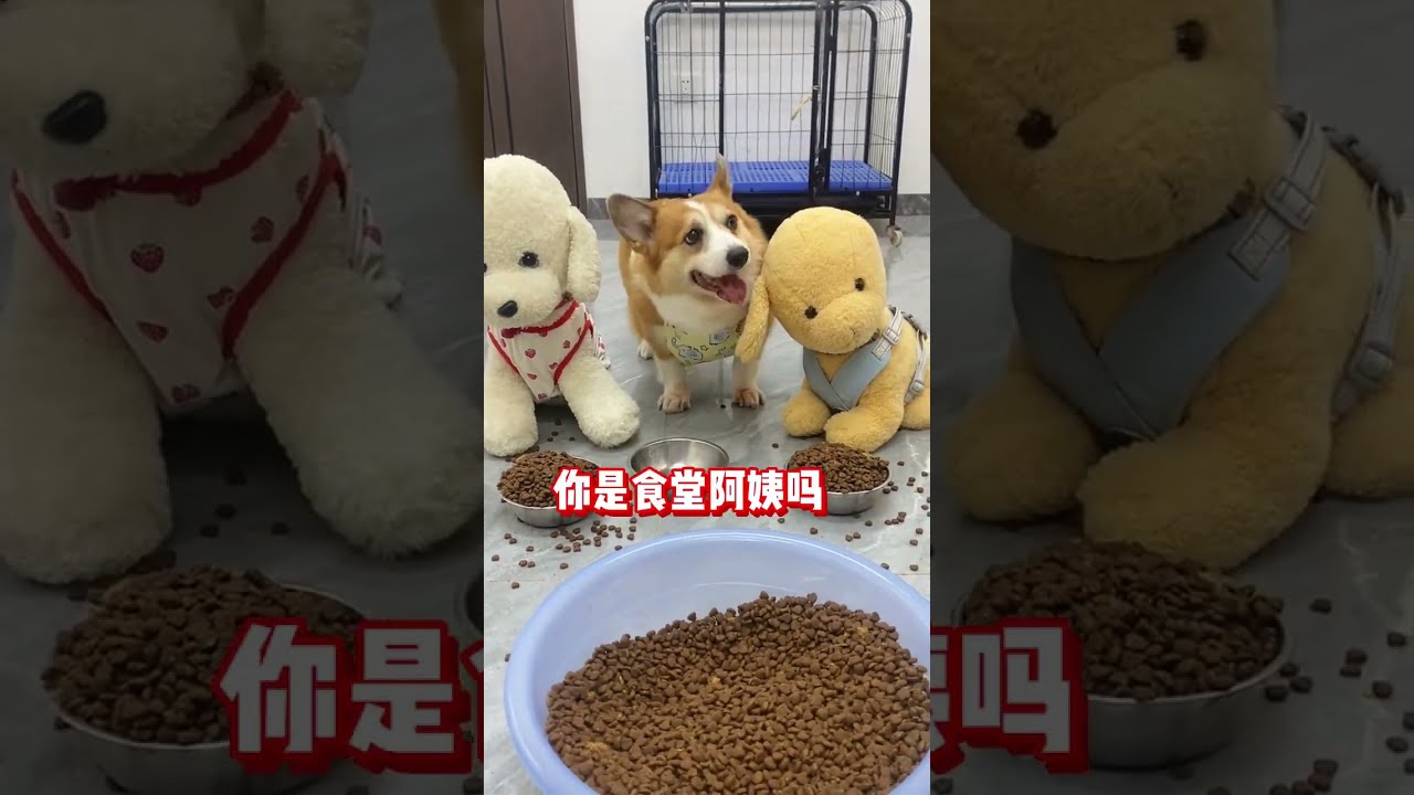 Unfair Parents Make Dogs Angry Corgi All Things Cute Plan Healing At Home