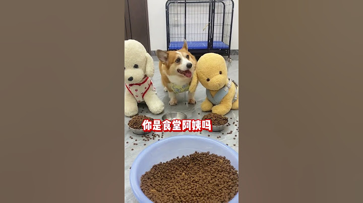 Unfair parents make dogs angry Corgi All things cute plan Healing at home Dogs
