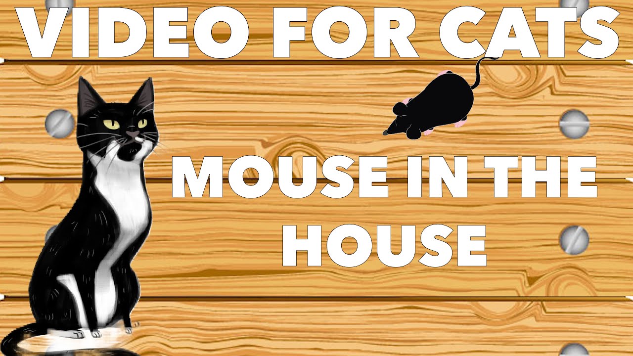 VIDEOS FOR CATS TO WATCH | CATCHING MICE | CAT GAMES | MOUSE IN THE HOUSE