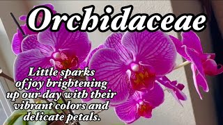 ?? Orchid Lovers ??