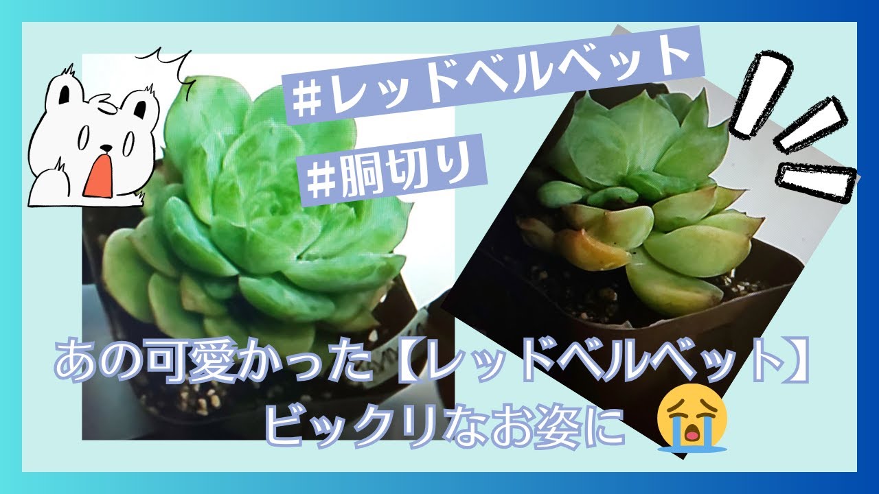 多肉植物】夜ふかし多肉事Vol.25 すっかり夏顔の【レッドベルベット