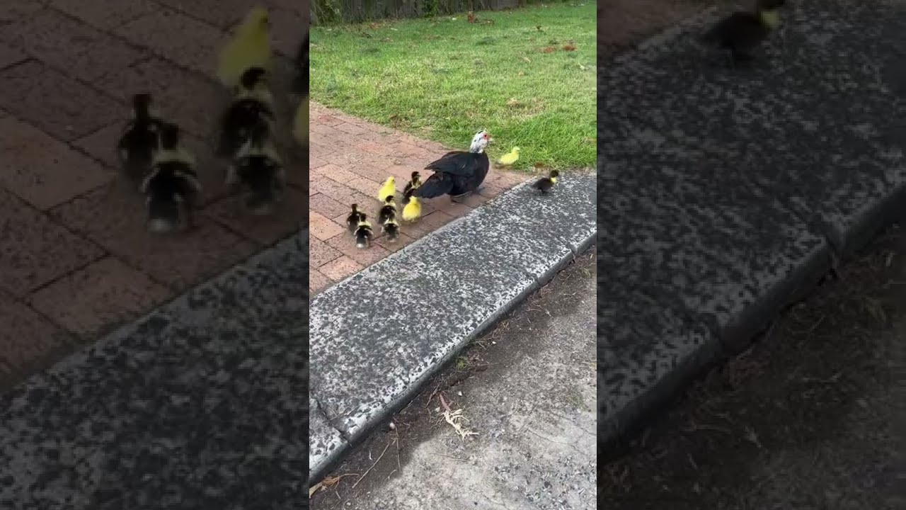 Helping the Ducklings 🐥 safely cross the road 