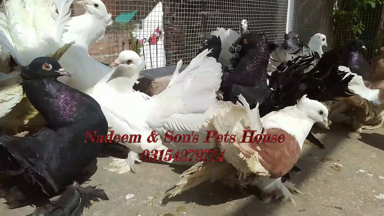 Fantail Pigeon Fresh Stock Of 2020 Fancy American Fantail Breeding Setup Indian Fantail Pigeon Laka Youtube