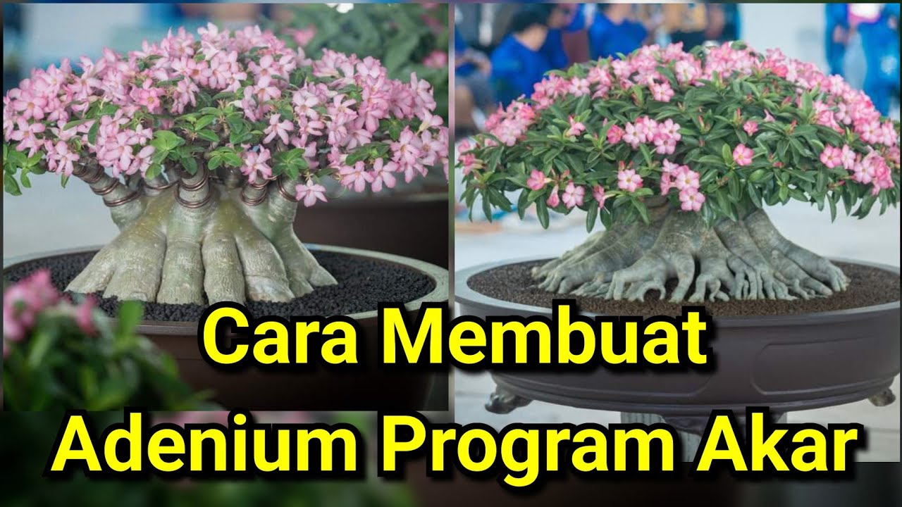 Cara Membuat Adenium Program Akar || Akar Gurita #bonsai #adenium #adeniumbonsai #bonsaiadenium
