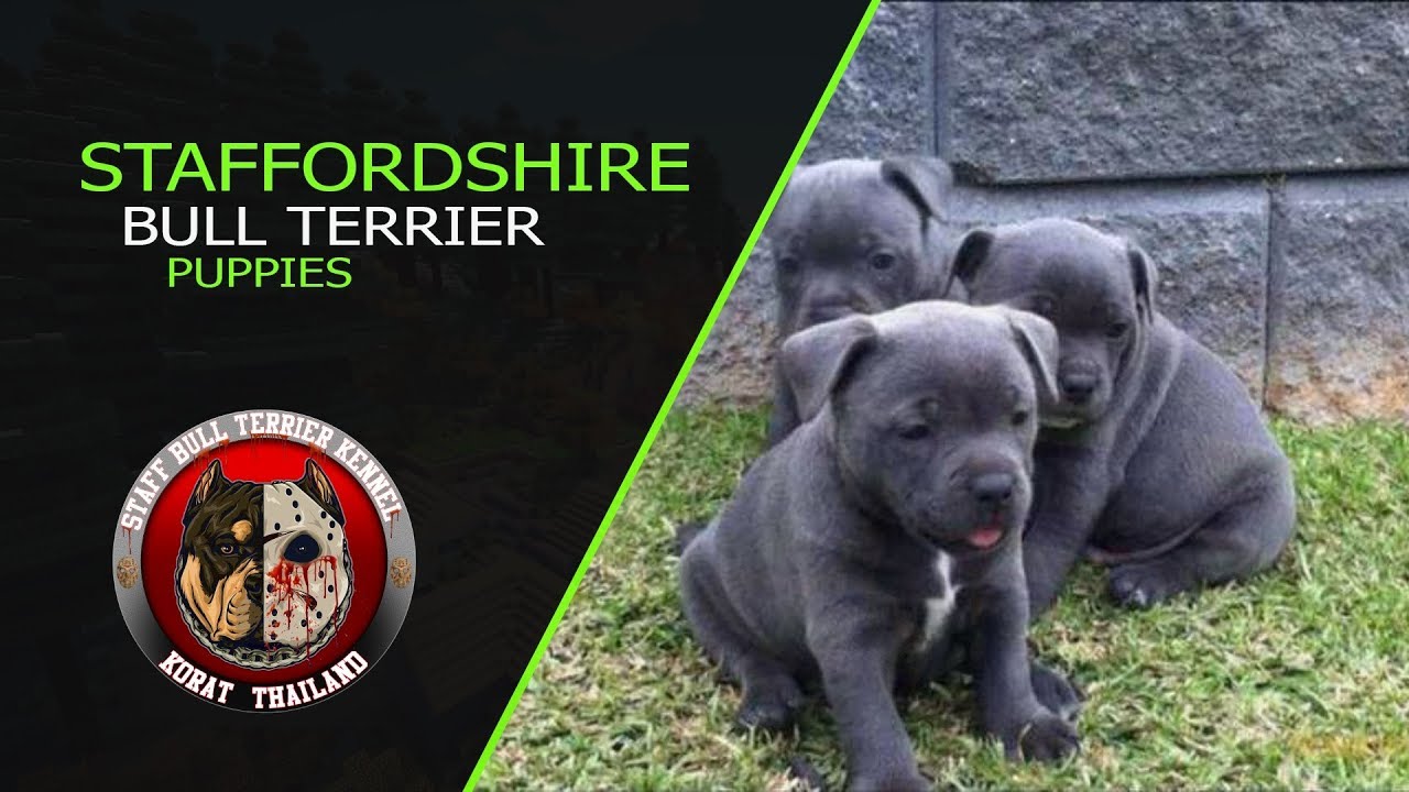 staffordshire bull terrier breeders nc