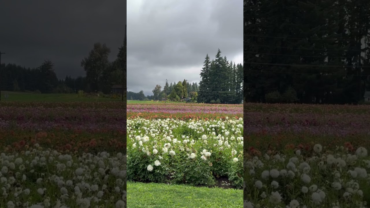Flowers in Oregon 