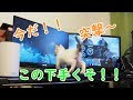 子猫の前ではじめてゲームをしてみた　～豆大福15話目～