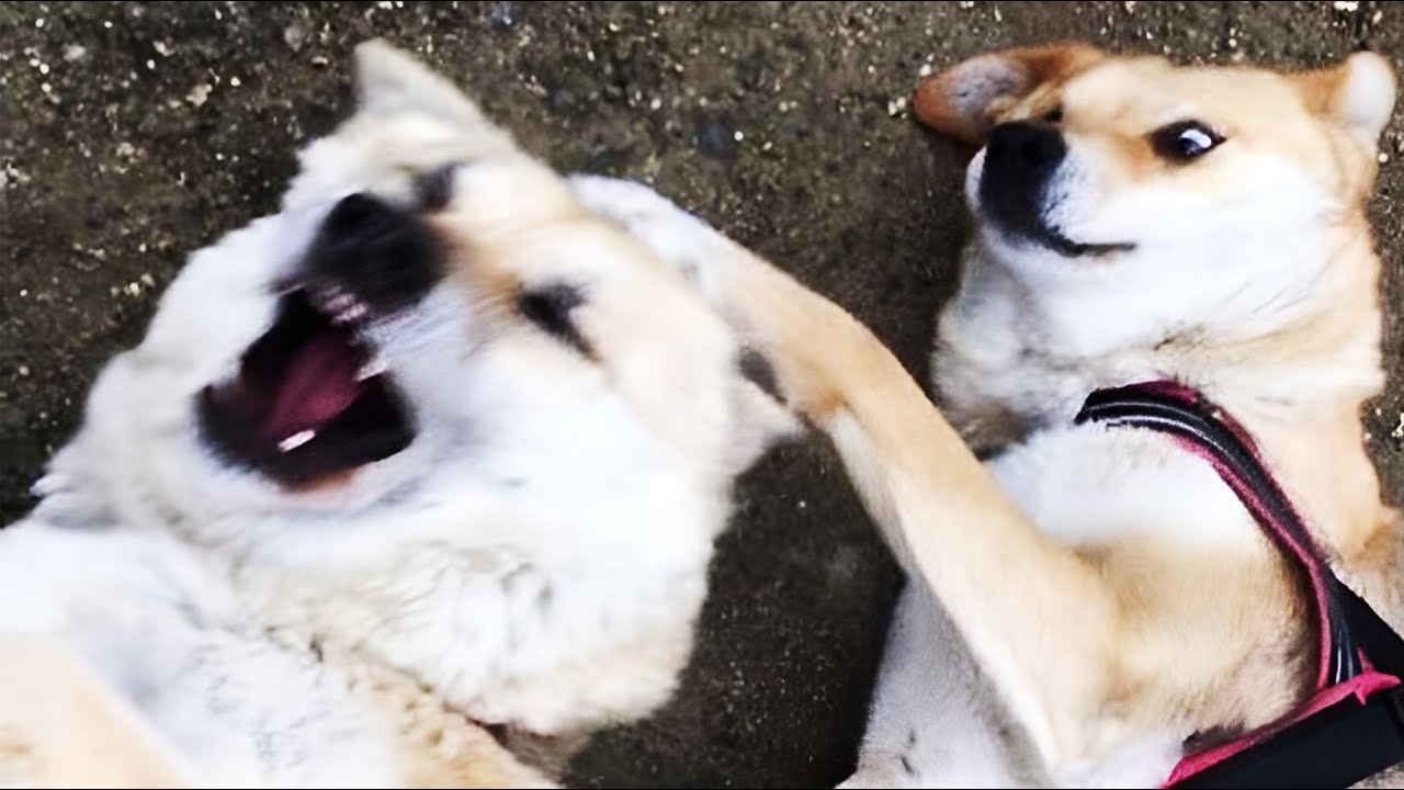 🐾Hilarious Dogs & Cats For 1 Hour😂New Funny Pet Videos🐾