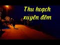 Thu hoạch bí xuyên đêm