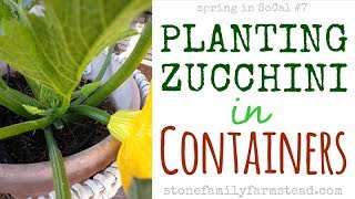 Shownotes template it's so easy to grow zucchini in containers! with
the right conditions, a nutrient rich pot of soil, and healthy plant,
there sh...