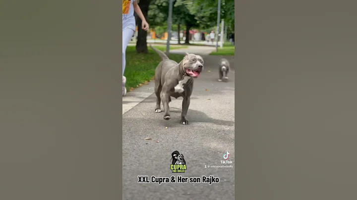 American Bully XXL Mother and 3 months old son