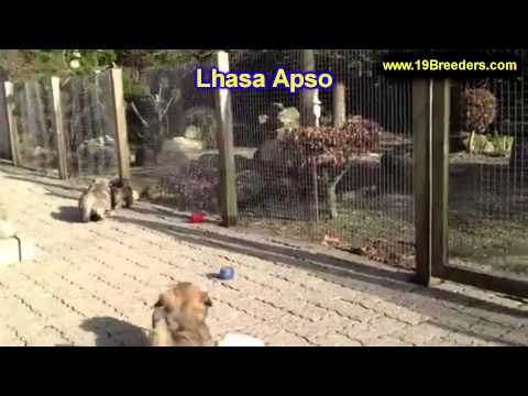 lhasa-apso,-puppies,-for,-sale,-in,-east-honolulu,-hawaii,-hi,-makaha,-pukalani,-haiku-pauwela,-mail