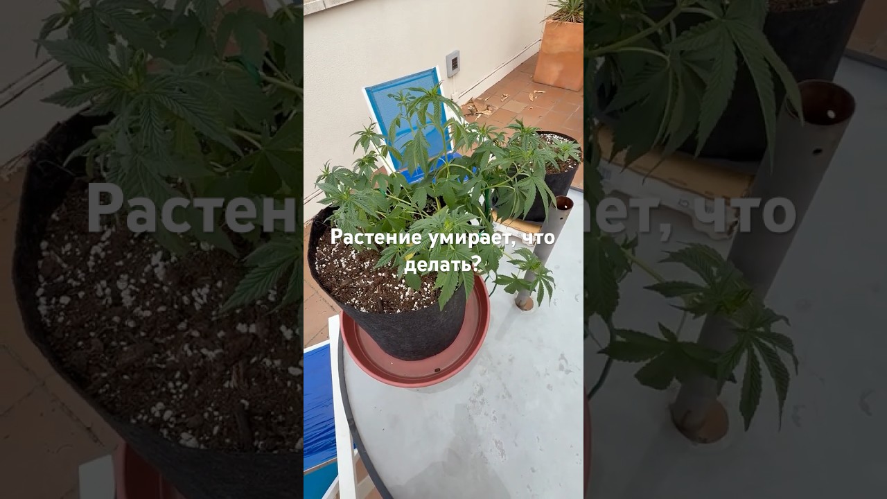 Второе растение умирает! Всё пошло по пе…»
