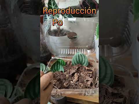 reproducción por hoja