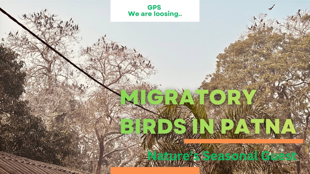 Migratory Birds in Patna | Nature’s Seasonal Guests