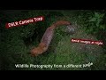 DSLR Camera trap - Aerial images at night