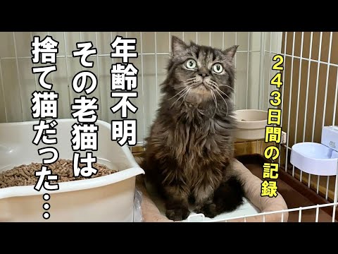 引っ越しで捨てられた引きこもりの老猫の243日間の記録【老猫保護】