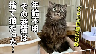 引っ越しで捨てられた引きこもりの老猫の243日間の記録【老猫保護】