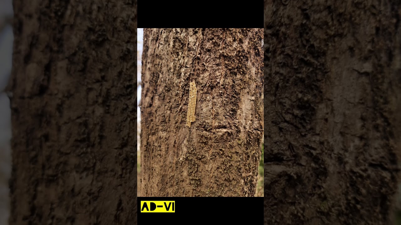 Adventurous trail to BNHS natural reserve in mumbai 