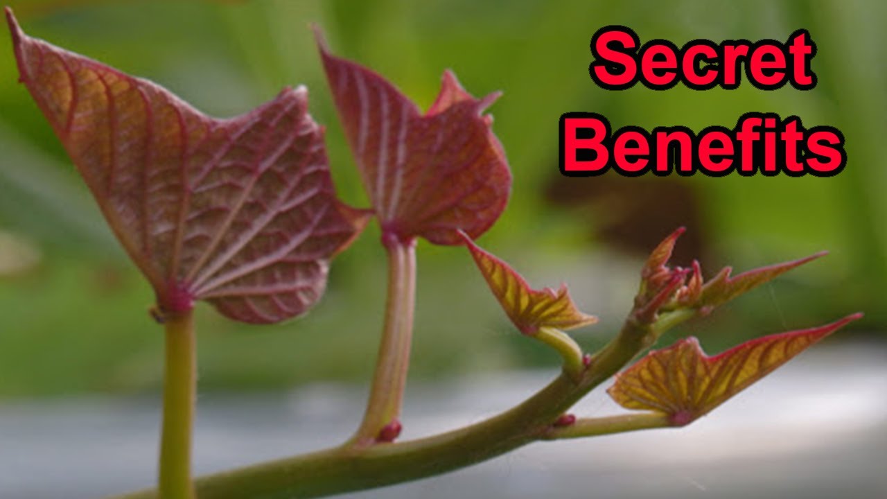 The Secret Benefits of Sweet Potato Leaves | Health Benefits of Sweet
