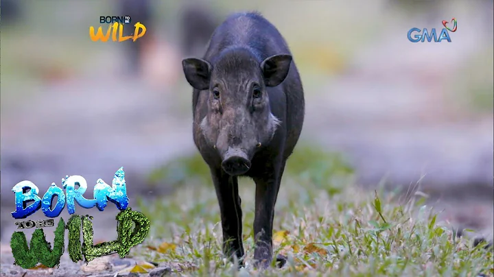 Born to be Wild: Wild Boar Street