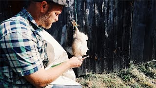 How to Butcher a Chicken (without Equipment)