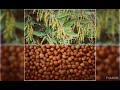 Redgram seeds number in description